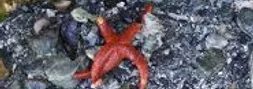tidepools Tidepooling