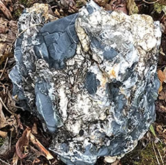 fossil-hunting