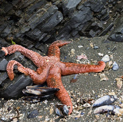 tidepooling