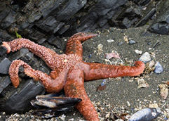 Tidepooling