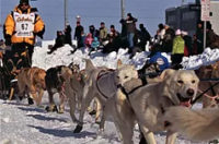 Iditarod Dog Mushing animal-tracks