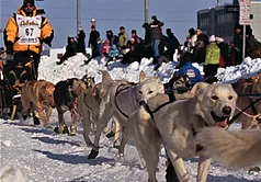 Iditarod Dog Mushing animal-tracks
