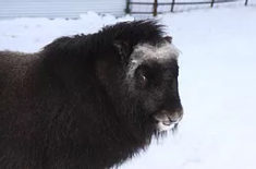 Muskox