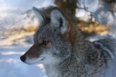Wildlife Center