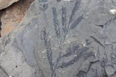 Fossil