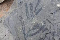 Fossil Hunting
