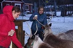 Reindeer Farm