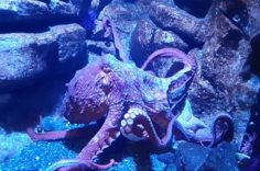 Sealife Center