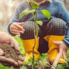 Learn gardening Gardening