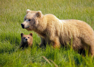 Wildlife
