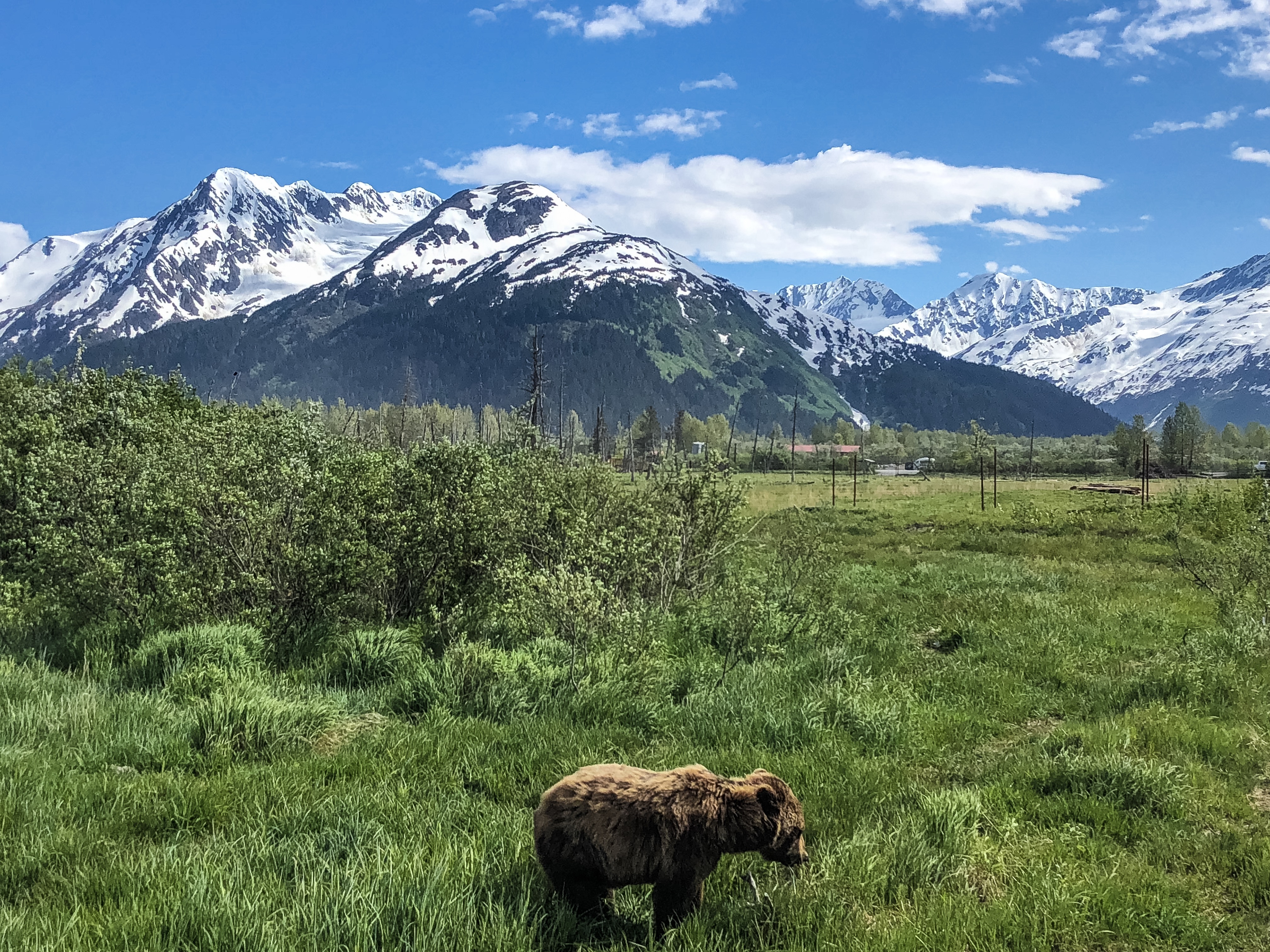 Alaska Wildlife Conservation Center Bear