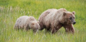 Bears iu-11 Bear