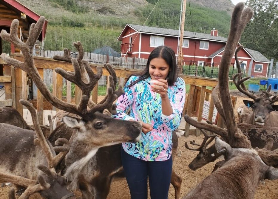 Reindeer