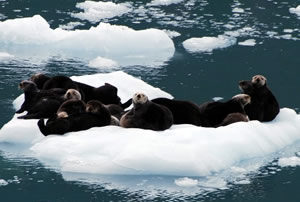 Glacier Cruise