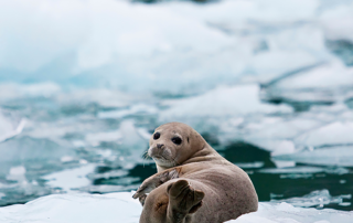 Glacier Cruise