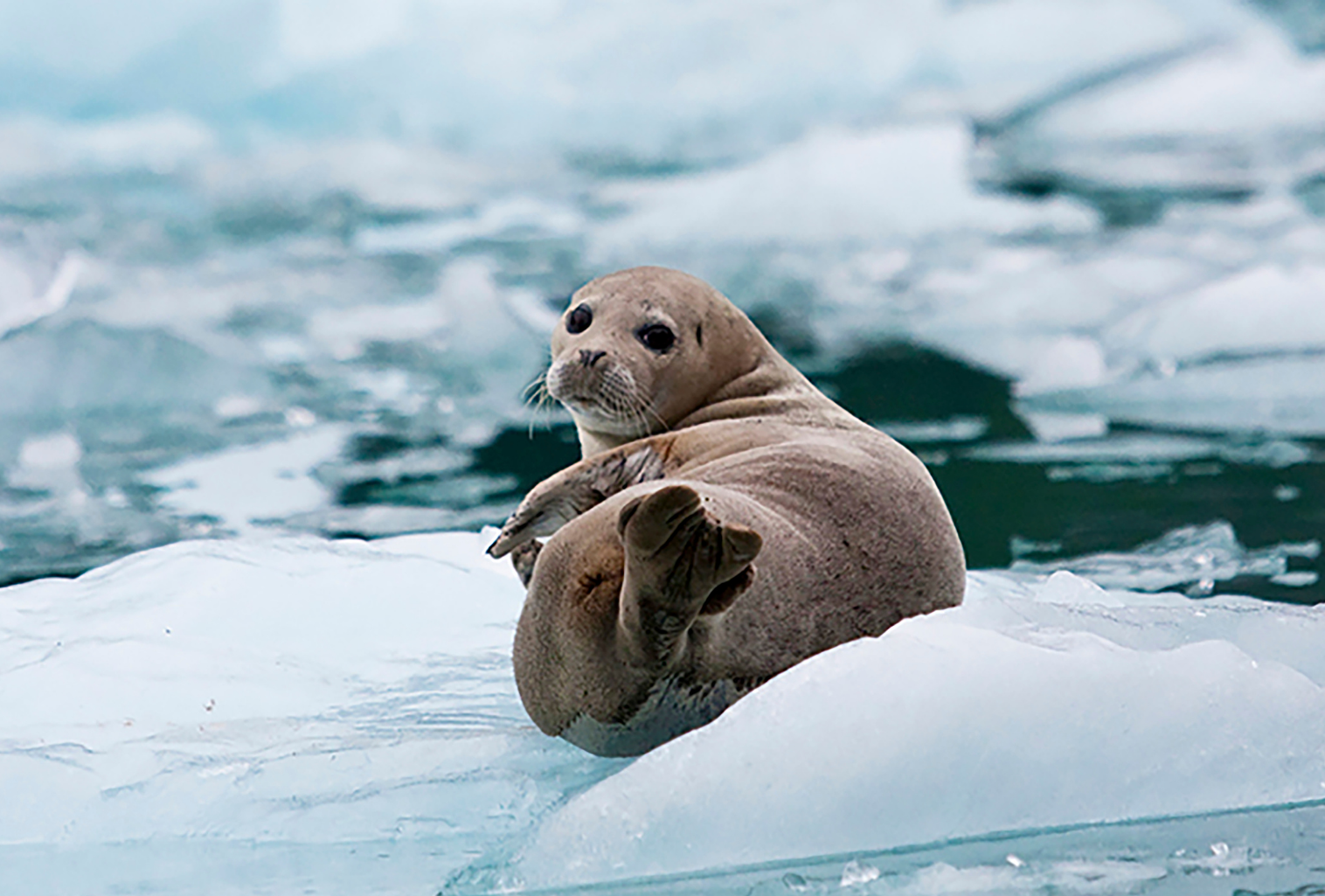 Glacier Cruise