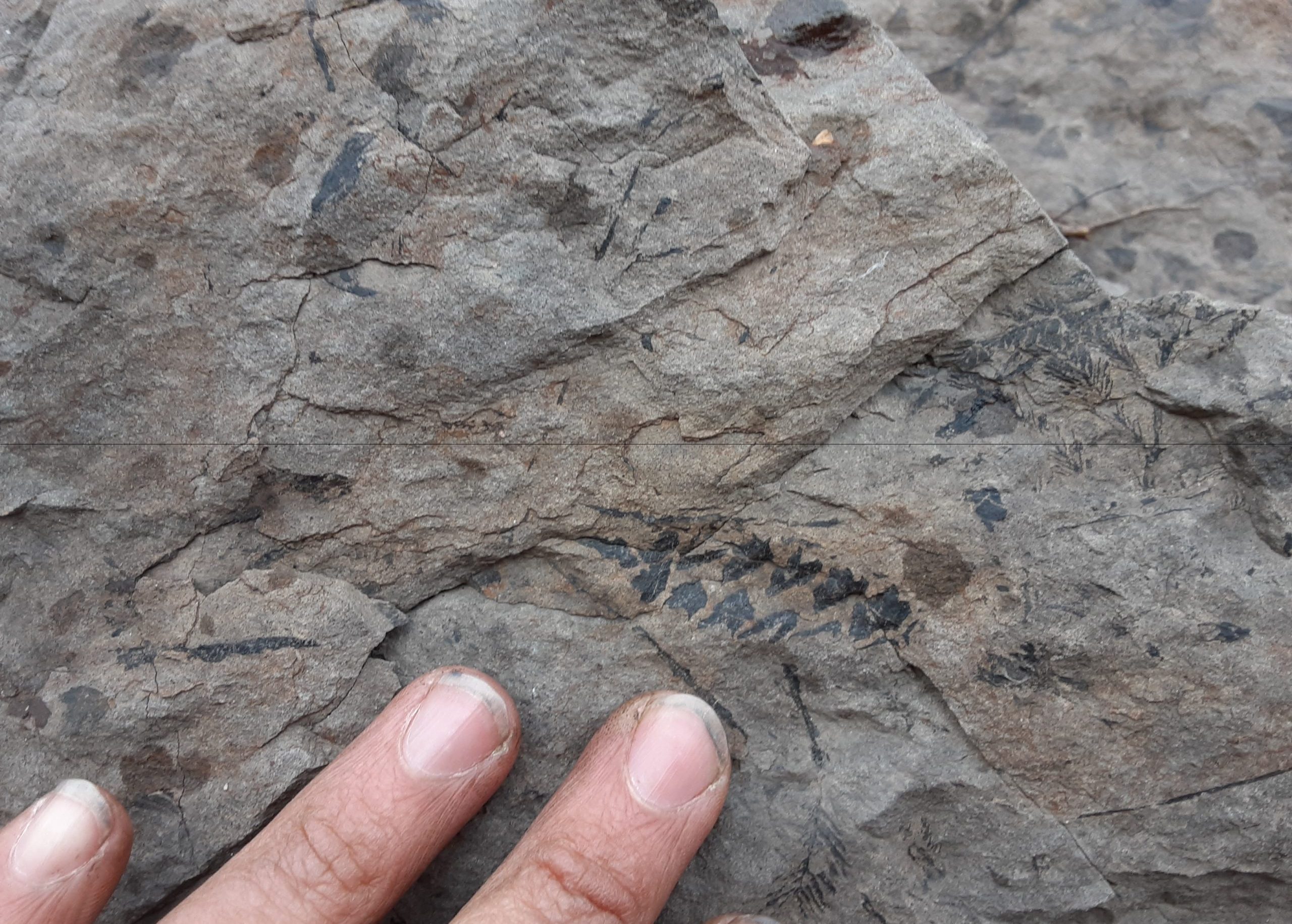 Pine Cone Fossil