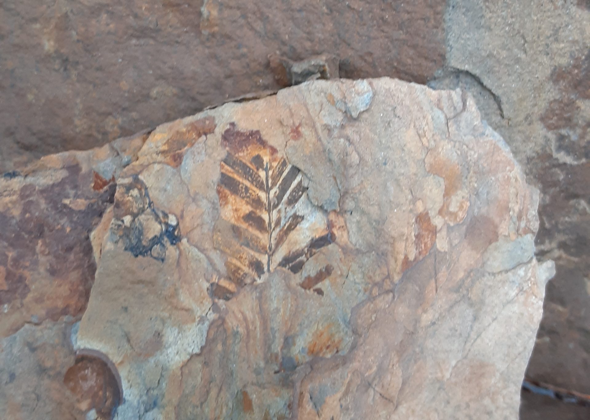 Fossil Hunting