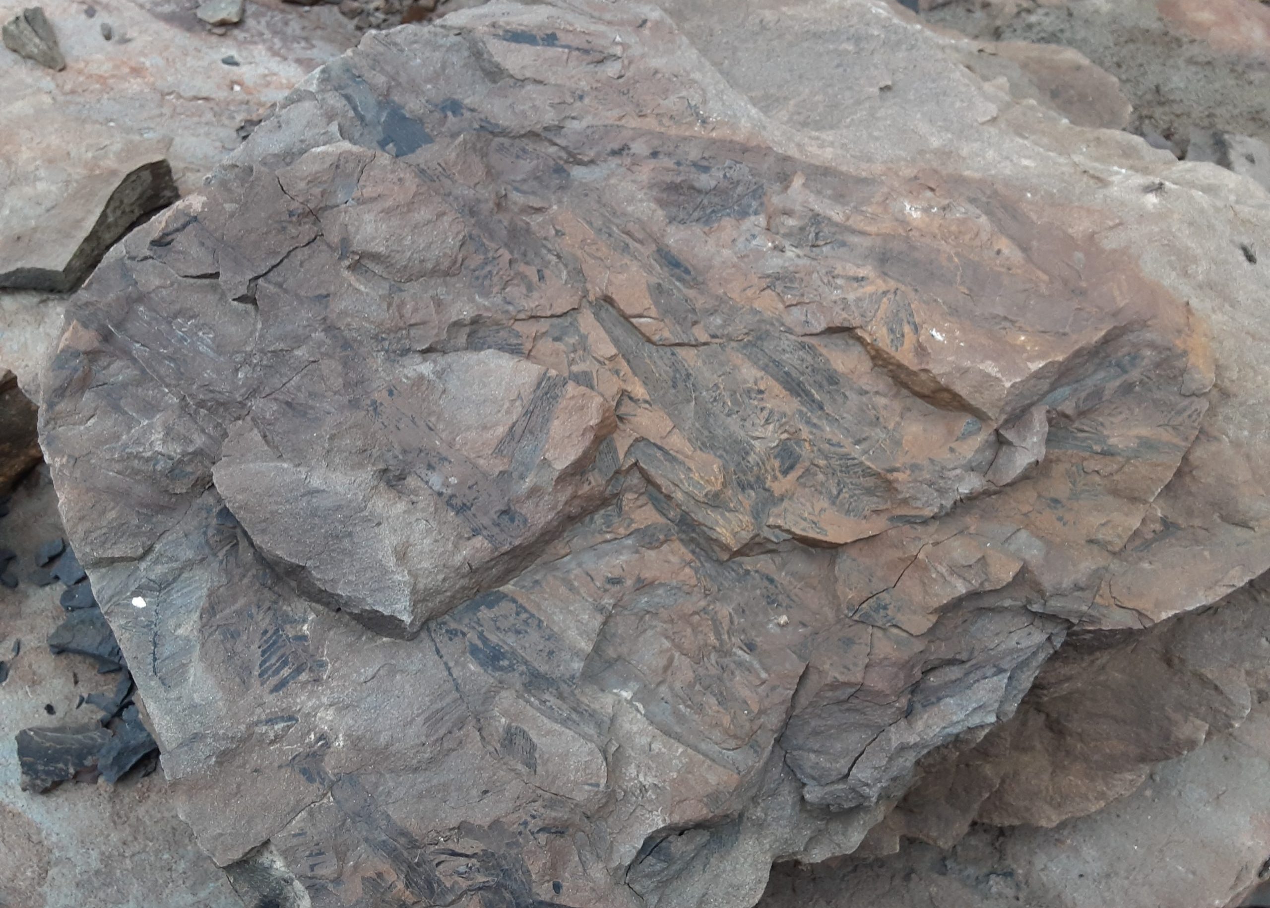 Fossil Hunting