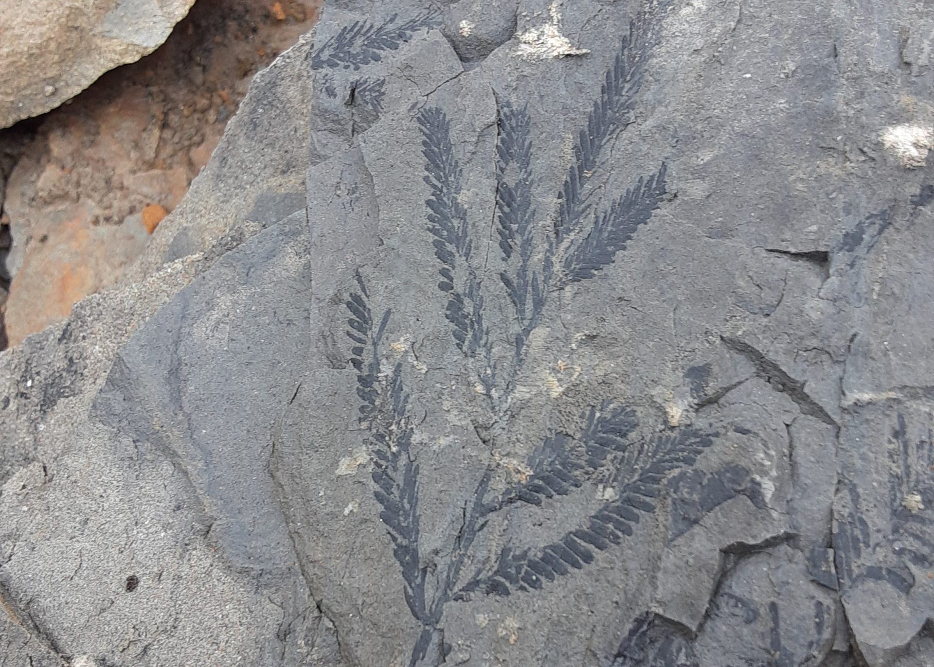 Carbon Fossil