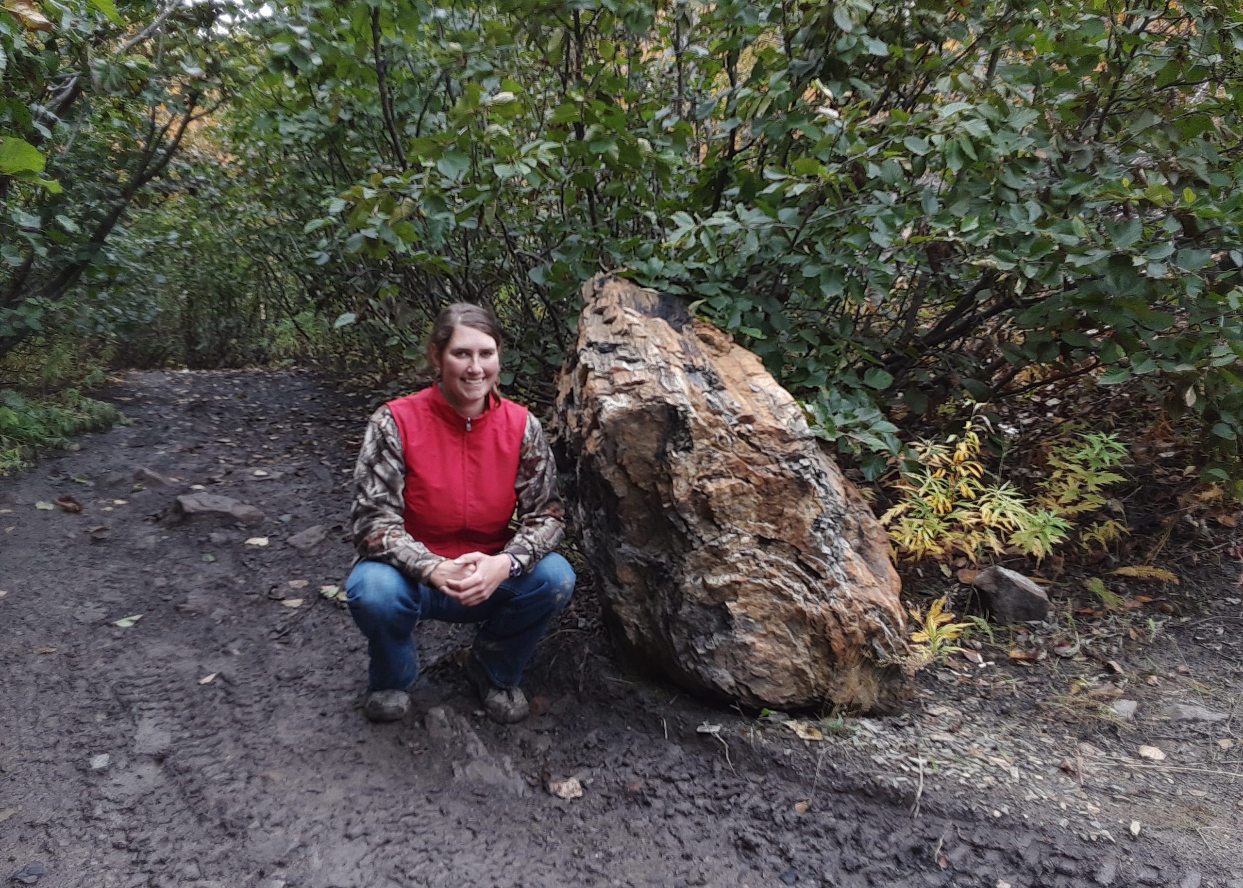 Petrified Redwood Tree