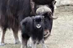 Muskox