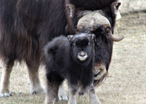 Muskox
