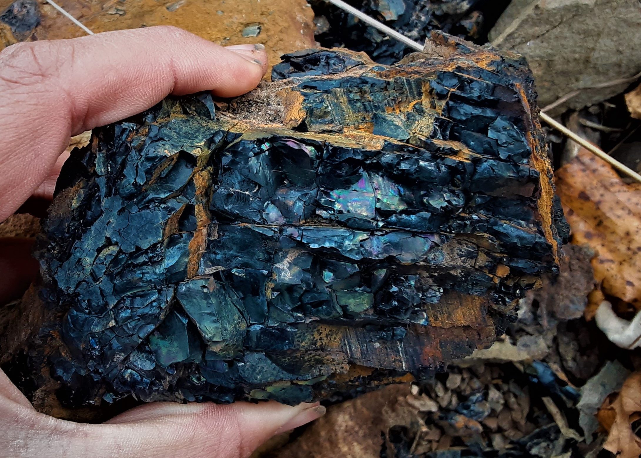 Peacock Coal
