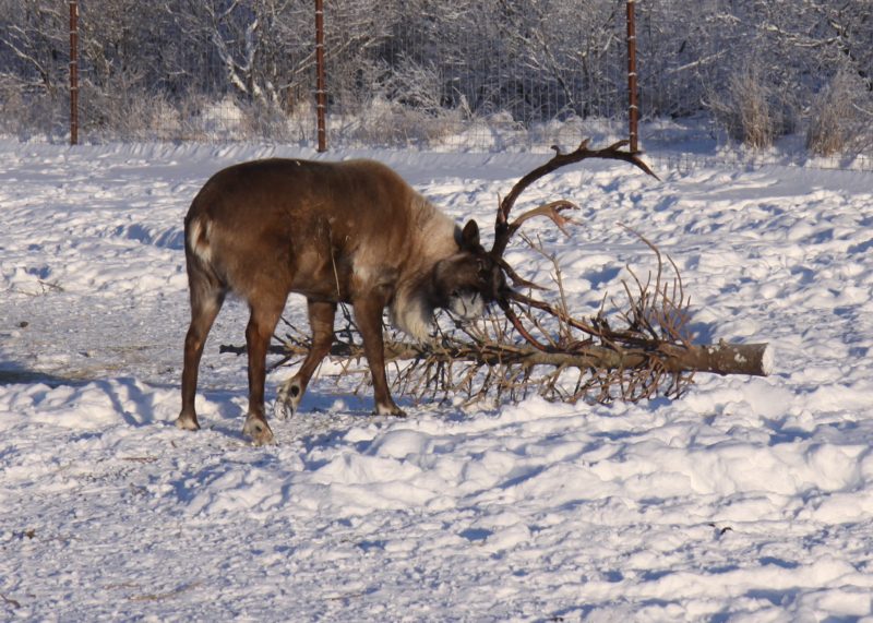 Alaska Wildlife Conservation Center - Wild Journeys