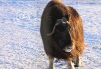 Muskox