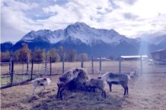 Reindeer Farm
