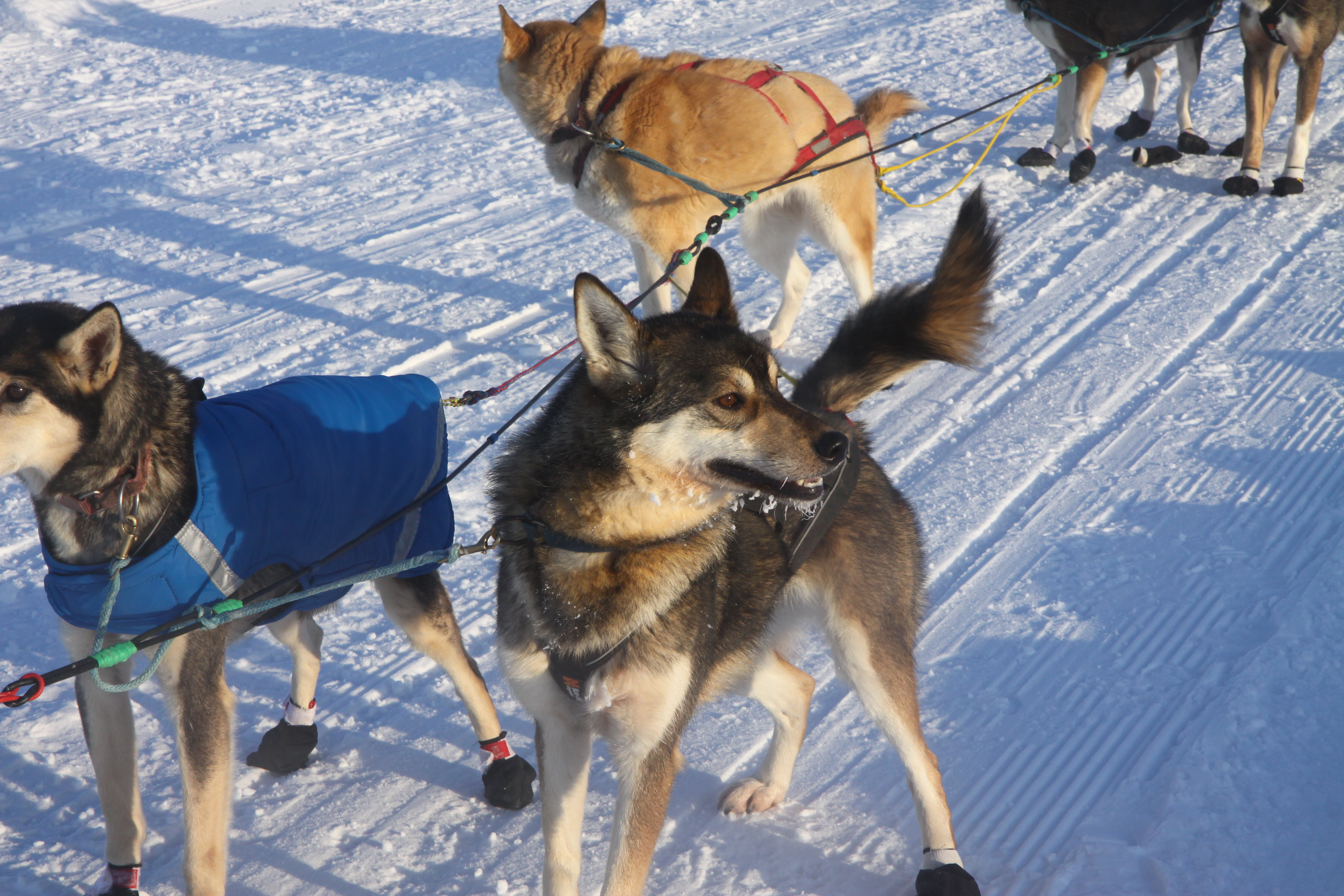Dog Sledding