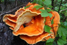 Naturalist Hike
