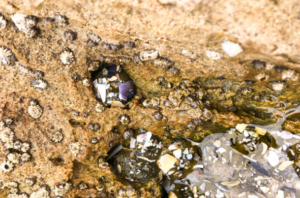 Tidepooling