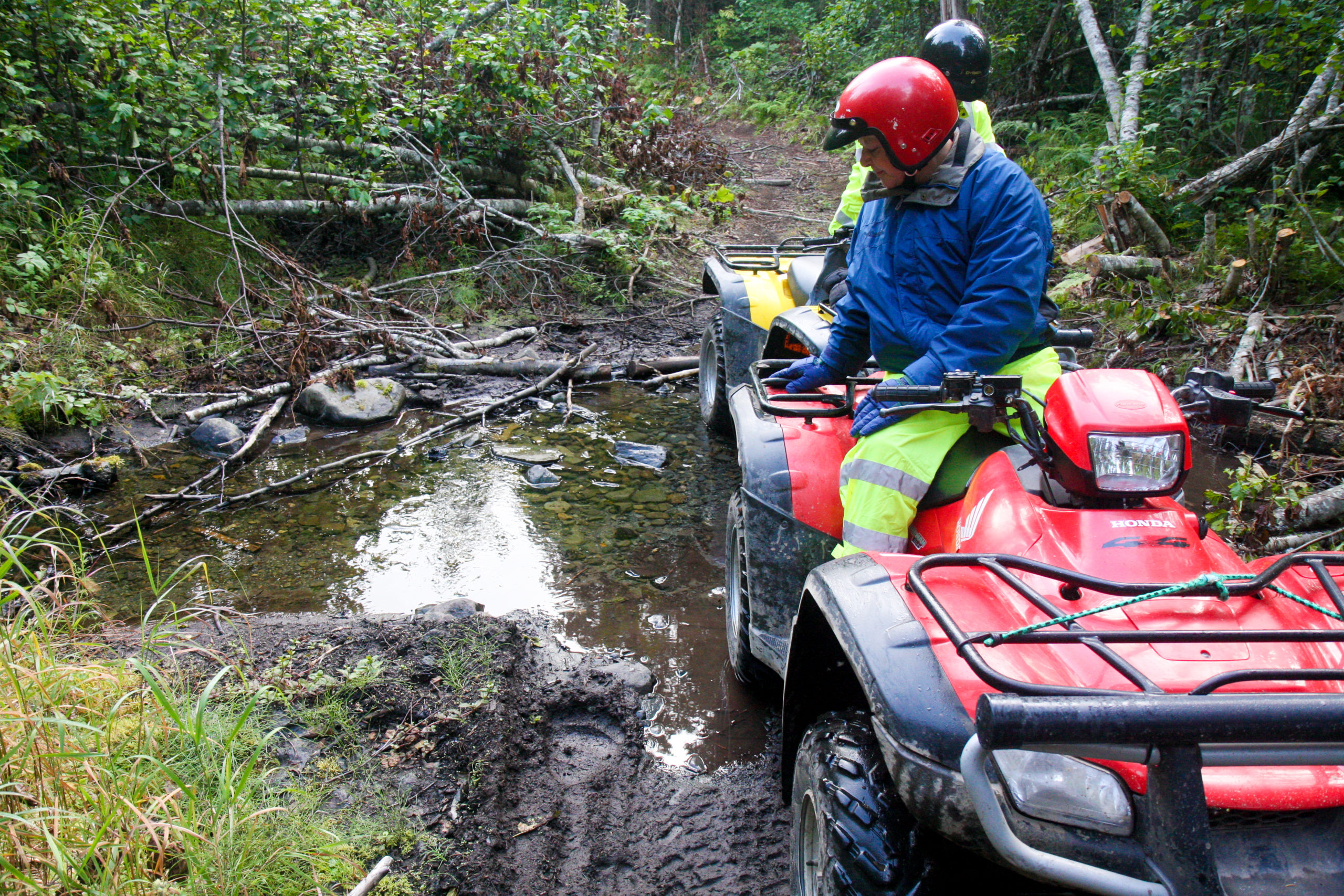 ATV Bear Print in Mud
