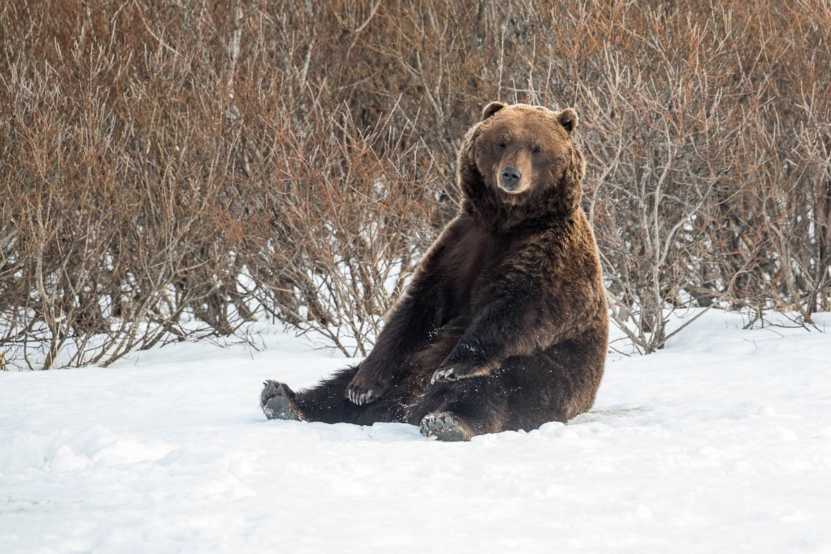 AWCC Brown Bears Winter 2018 (4) by Doug Lindstrand