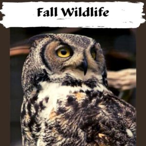 Fall Wildlife