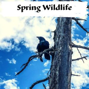 Spring Wildlife