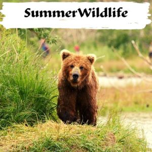 Summer Wildlife