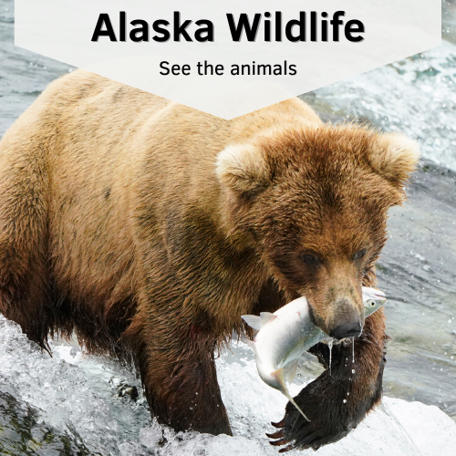 Wildlife Experiences