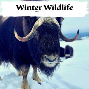 Winter Wildlife