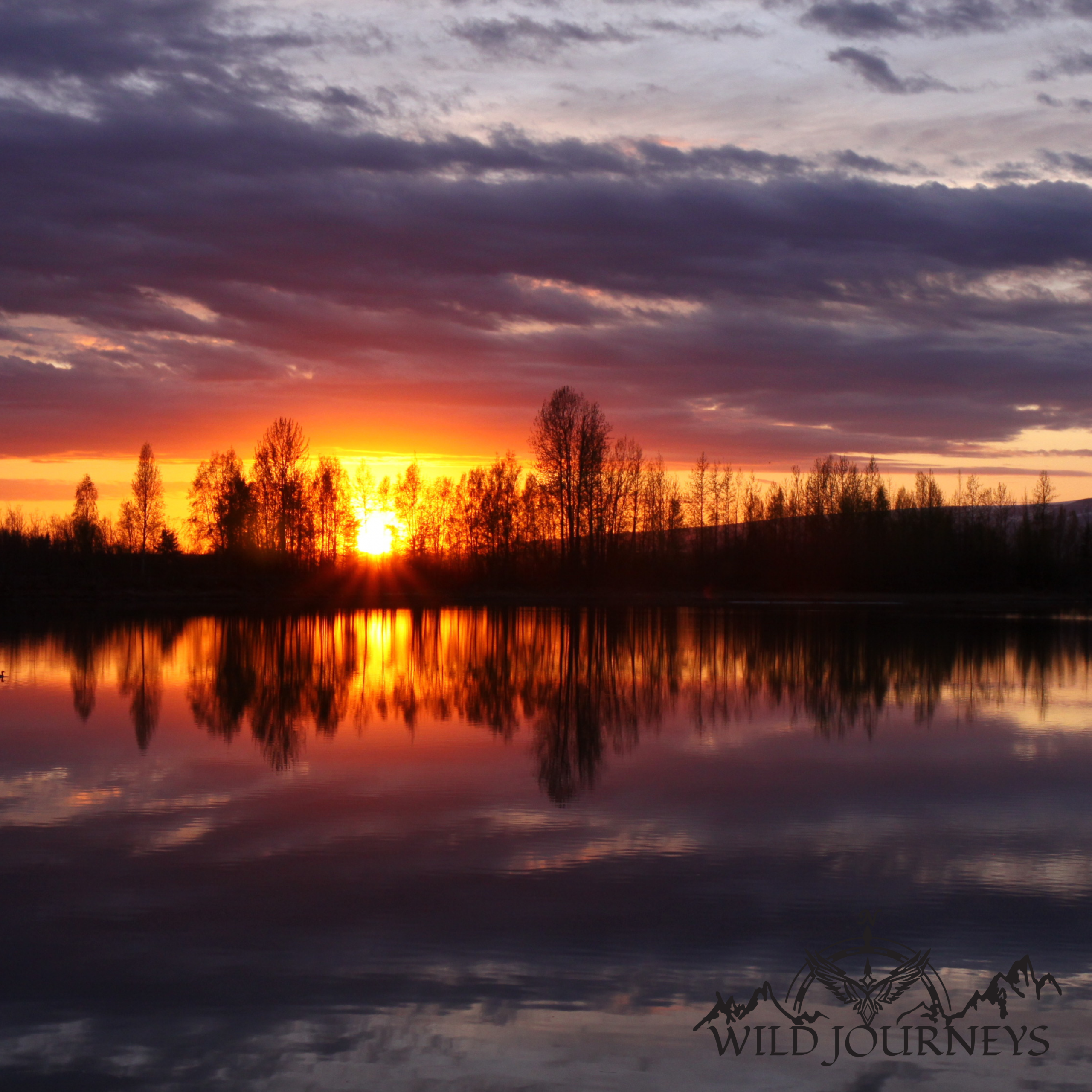 Wild Journeys 11-Jun-25