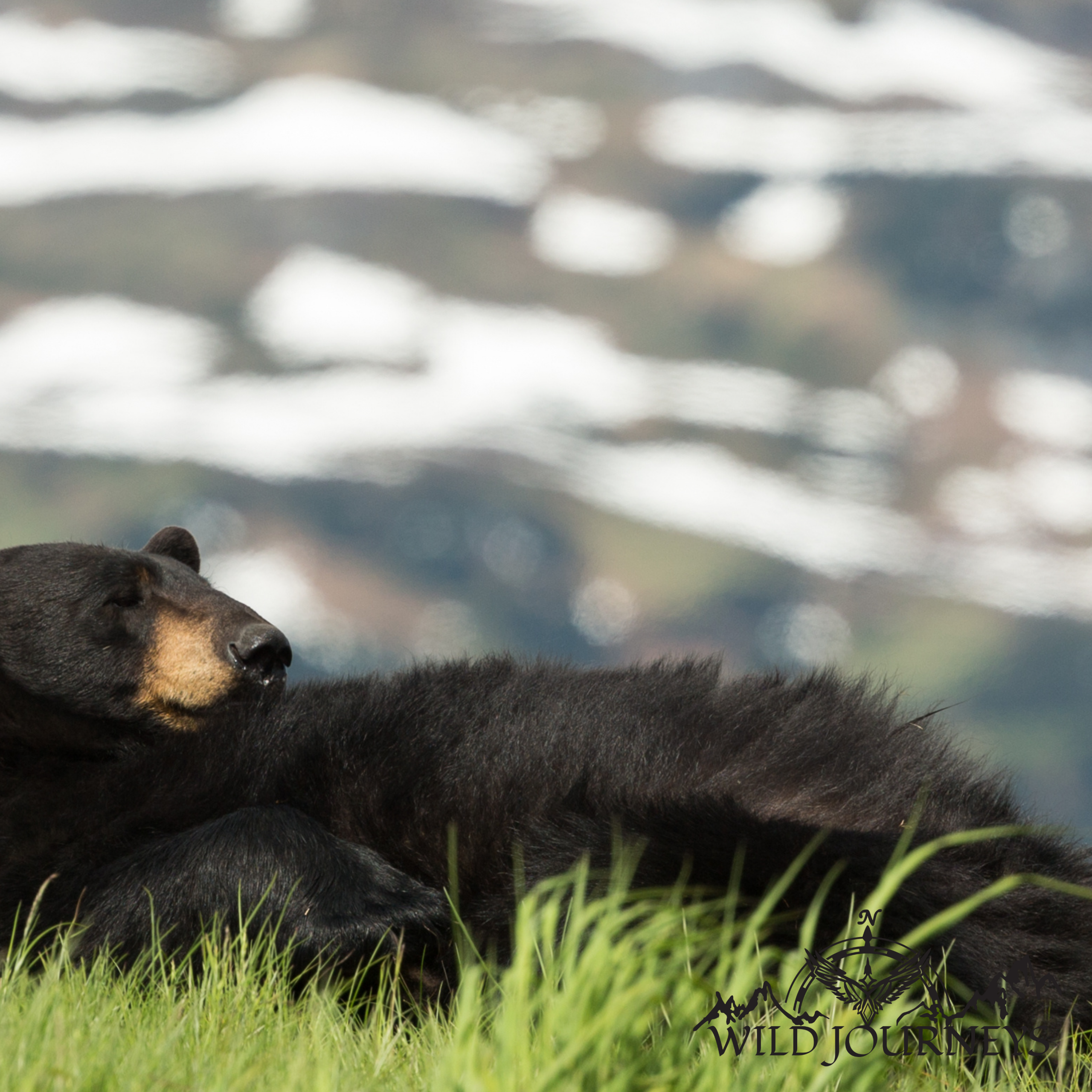 Wild Journeys 14-May-25