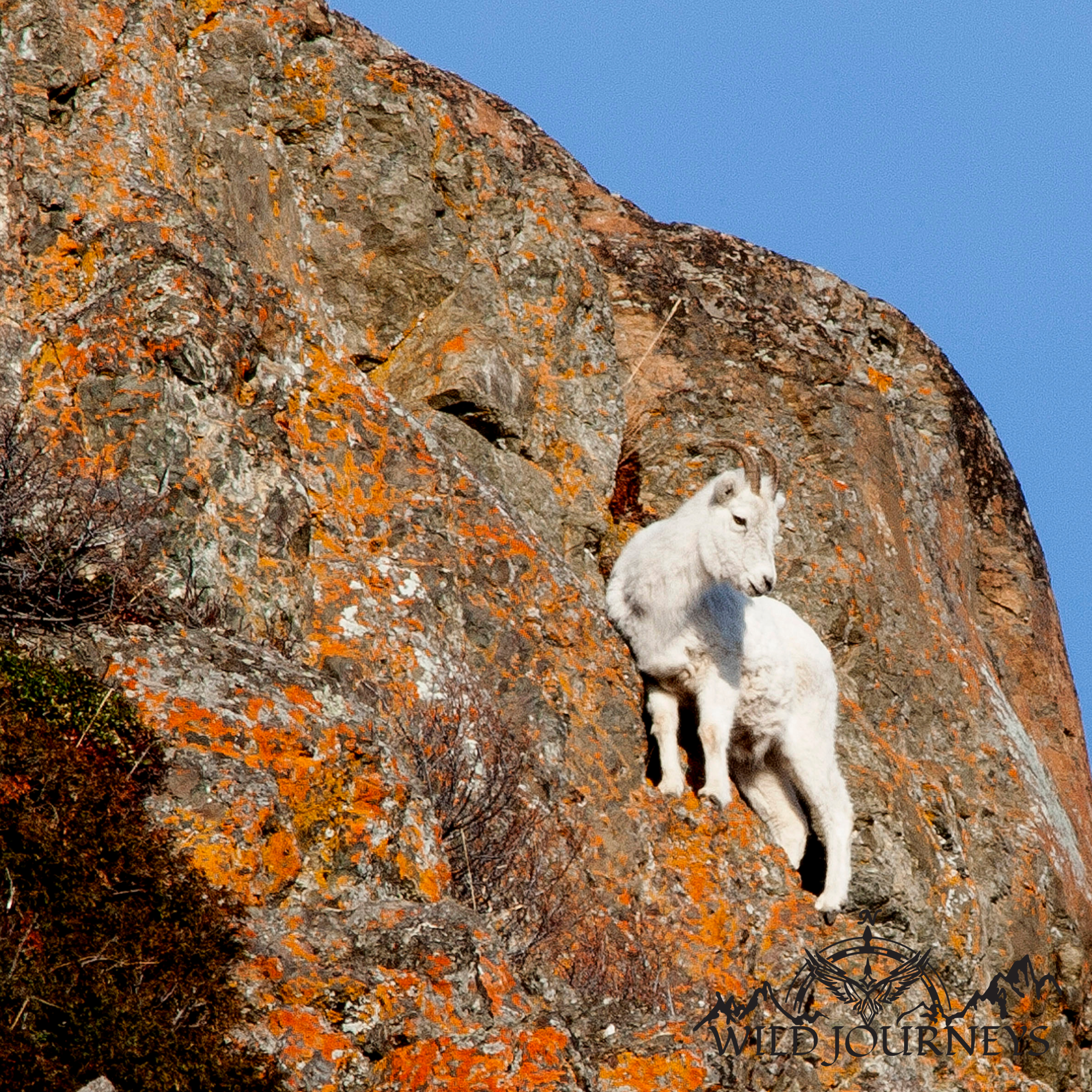 Wild Journeys 28-May-25